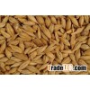 Barley