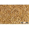 BARLEY