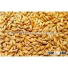 Feed barley