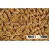 Top high quality feed barley