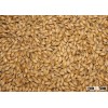 Barley for animal feed