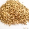 Good barley seed for sale