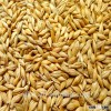 Australia origin malted barley price