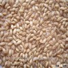 good quality specification feed barley