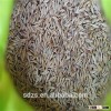 animal feed barley of Ukriane origin with test weight 65Kg/HL