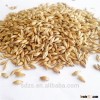 Animal feed barley prices in bulk or containers
