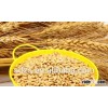 2-row beer barley with best quality for beer production