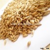 reliable supplier of bulk Ukraine barley for livestock feed