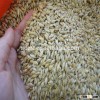 hot supply barley for animal feed instead of animal feed corn