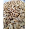 best Ukraine bulk feed barley low price