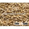 Barley for animal feed in bulk