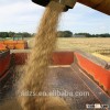 barley seeds of France origin for sale