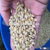 animal feed barley farm direct