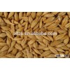 fodder barley use for domestic animals in bulk