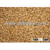 TOP QUALITY FEED BARLEY