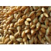 Ukraine animal feed barley several spections for choice