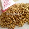 Specification of animal feed barley with high quality for buyers