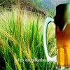 large quantity supply of beer barley originated Australia