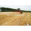 Large quantity Australia barley as good quality and best price