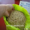 best popular bulk Ukraine animal feed barley grain with good quality