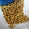 beer barley malt originated Australia with best price and top quality