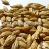 malting barley seed for sale