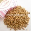 Feed barley at cheap price