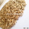 Cheap bulk barley for animal feed instead of corn
