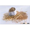 Australian barley seed for beer making in hot supply
