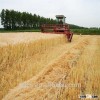 raw barley for animal feed
