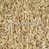 bulk barley for beer specification