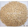 malting barley with cheap price