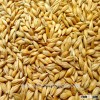 feed barley for sale