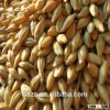 beer barley Hindmarsh from Australia in hot supply with most competitive price