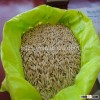animal feed barley for sale