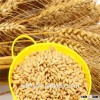 Russian feed barley in bulk,the price from barley manufactories