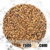 top grade chicken feeding used animal feed barley in bulk supply with popular market