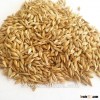 Animal feed barley from India as competitive price