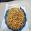 barley seed for sale in large quantity