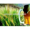 American Malt Barley for beer at cheapest price Protien :13.5%