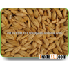 Barley Malt Suppliers In Rajsthan