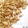 salable high quality feed barley