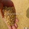 The competitive feed barley from our company supply