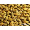 Ukraine Malt Barley for beer at cheapest price