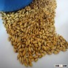 barley for animal feed purpose