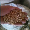Canadian barley with usage of feeding animals