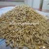 best popular raw Indian feed barley wholsaler