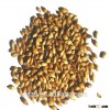 clean bulk raw Canadian barley in hot supply