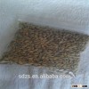 bulk supply of new season Canadian barley
