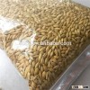 Brew beer barley at cheapest price